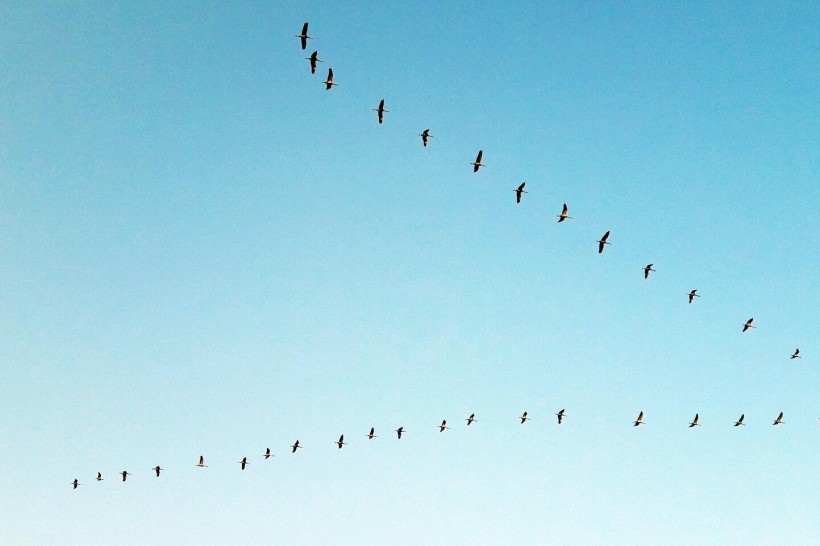An overseas migration.